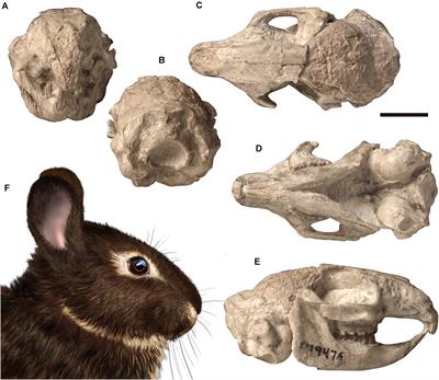 CT-Informed Skull Osteology of Palaeolagus haydeni (Mammalia: Lagomorpha) and Its Bearing on the Reconstruction of the Early Lagomorph Body Plan